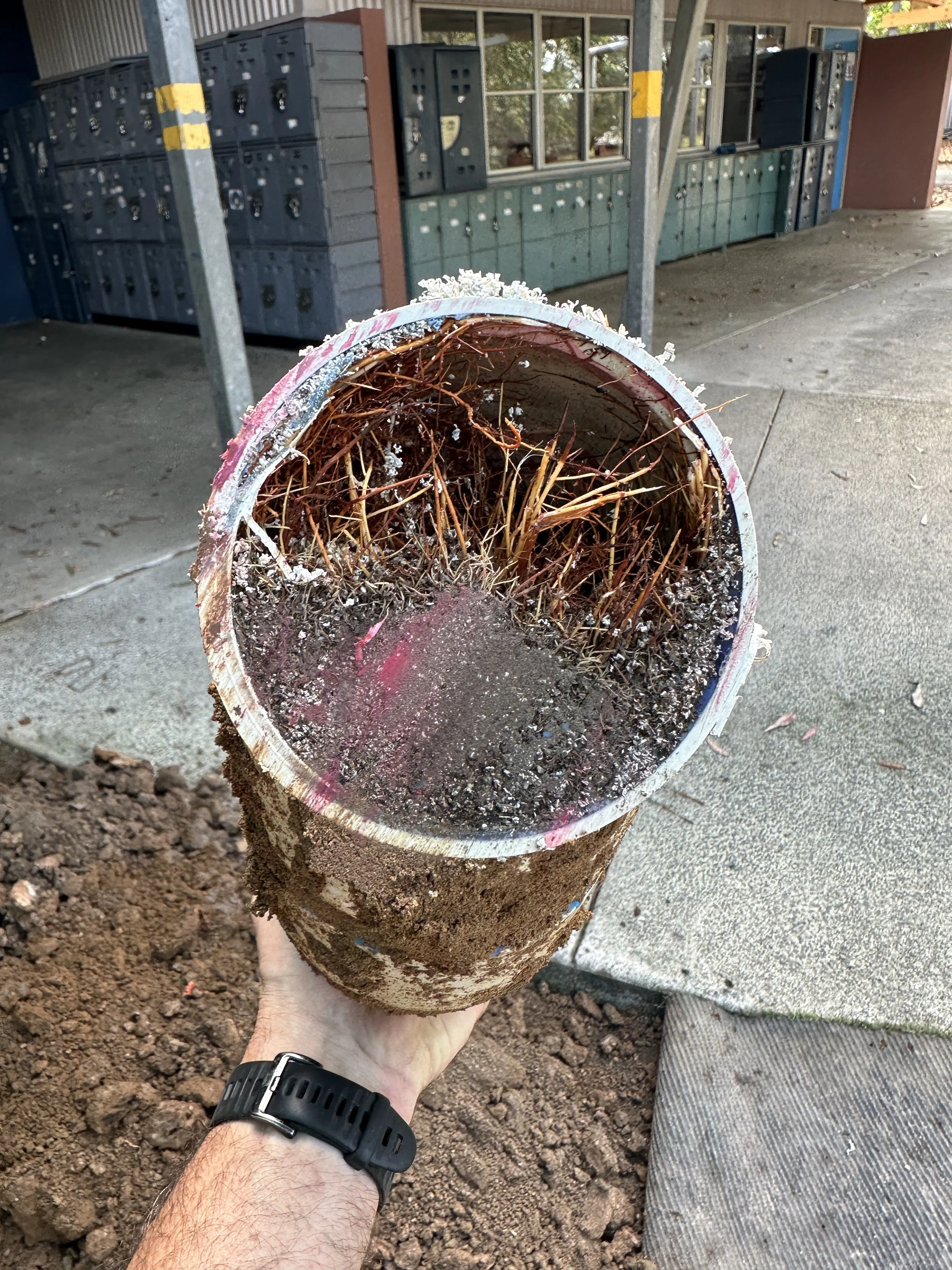 Blocked Drain Noosa Tree Roots In Drain