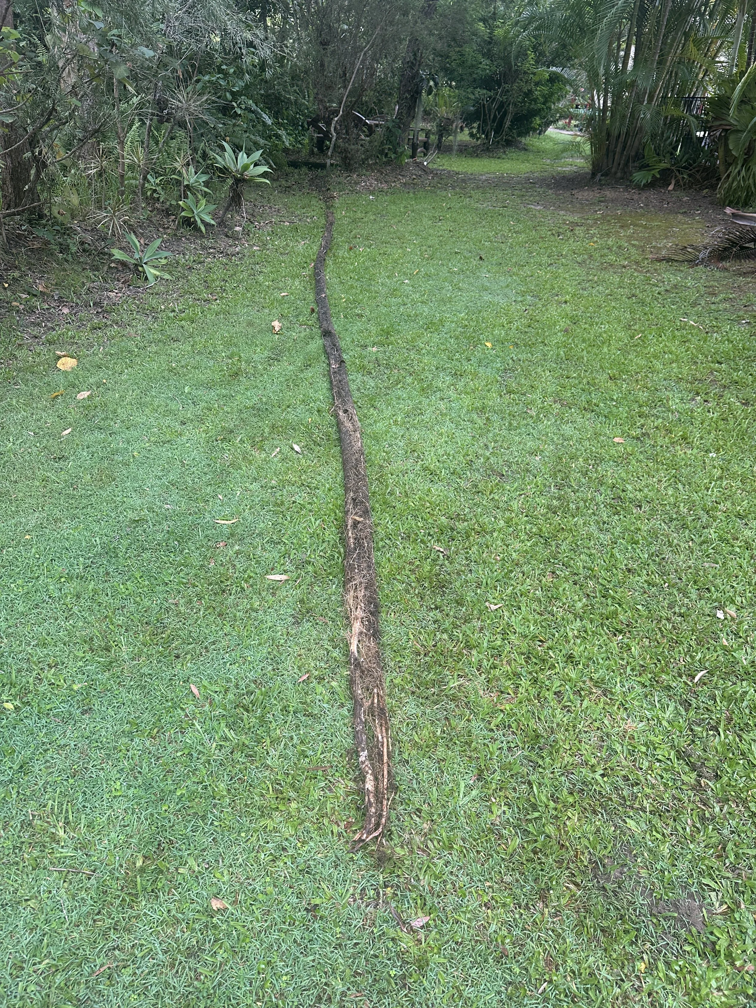 Blocked Stormwater Drain Tree Roots AKA Wizards Beard