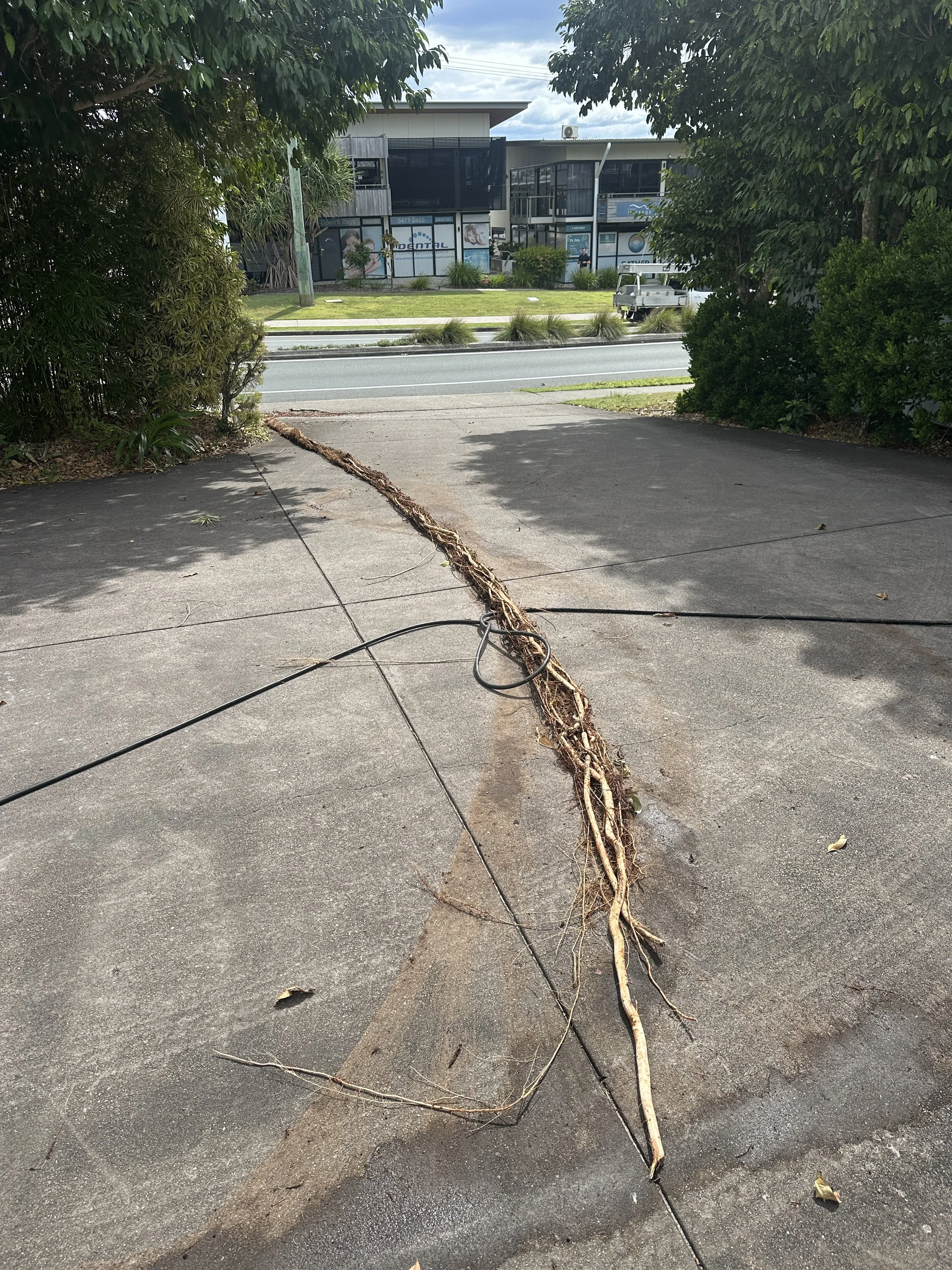 Large Tree Roots Removed From A Blocked Stormwater Drain