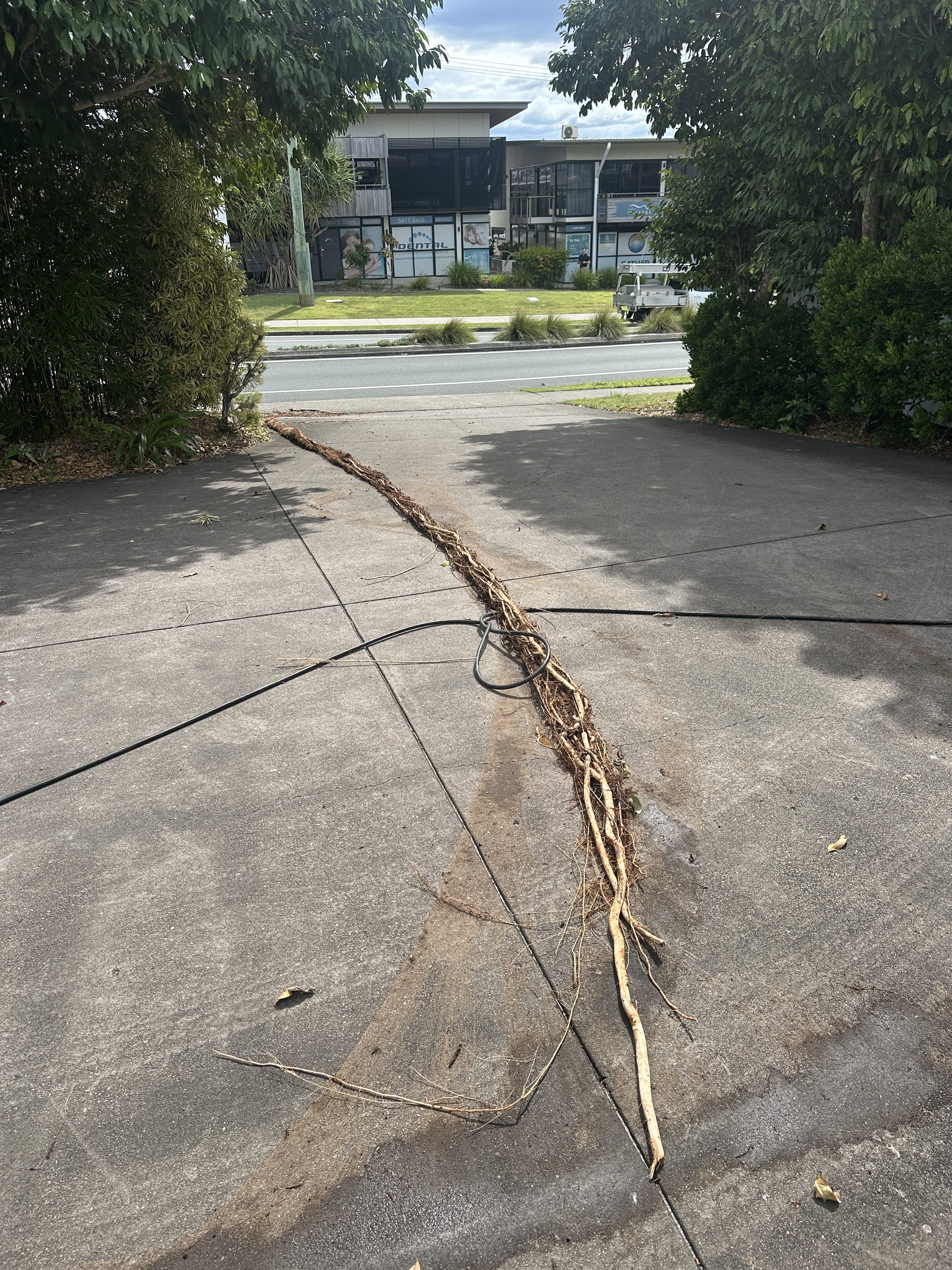 Tree Roots From Blocked Stormwater Drain
