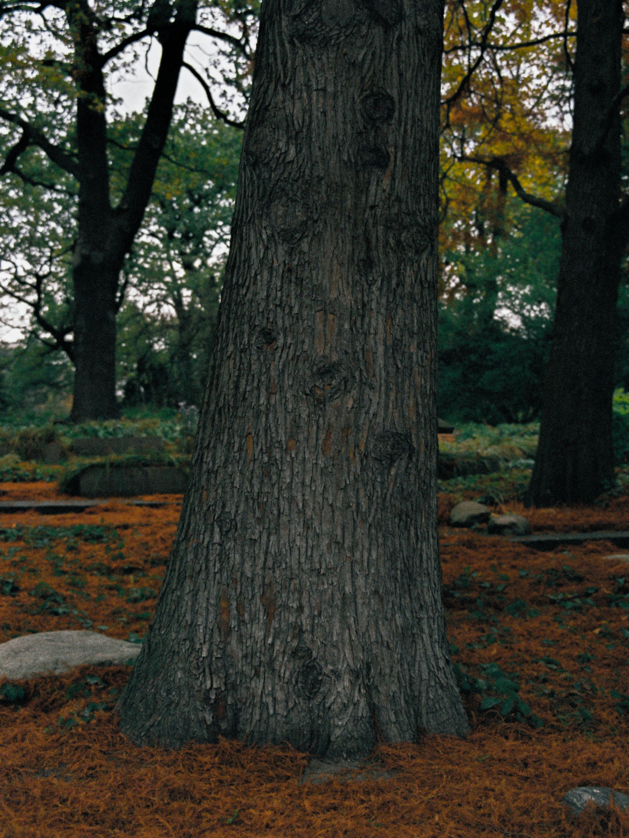 tree.JPG
