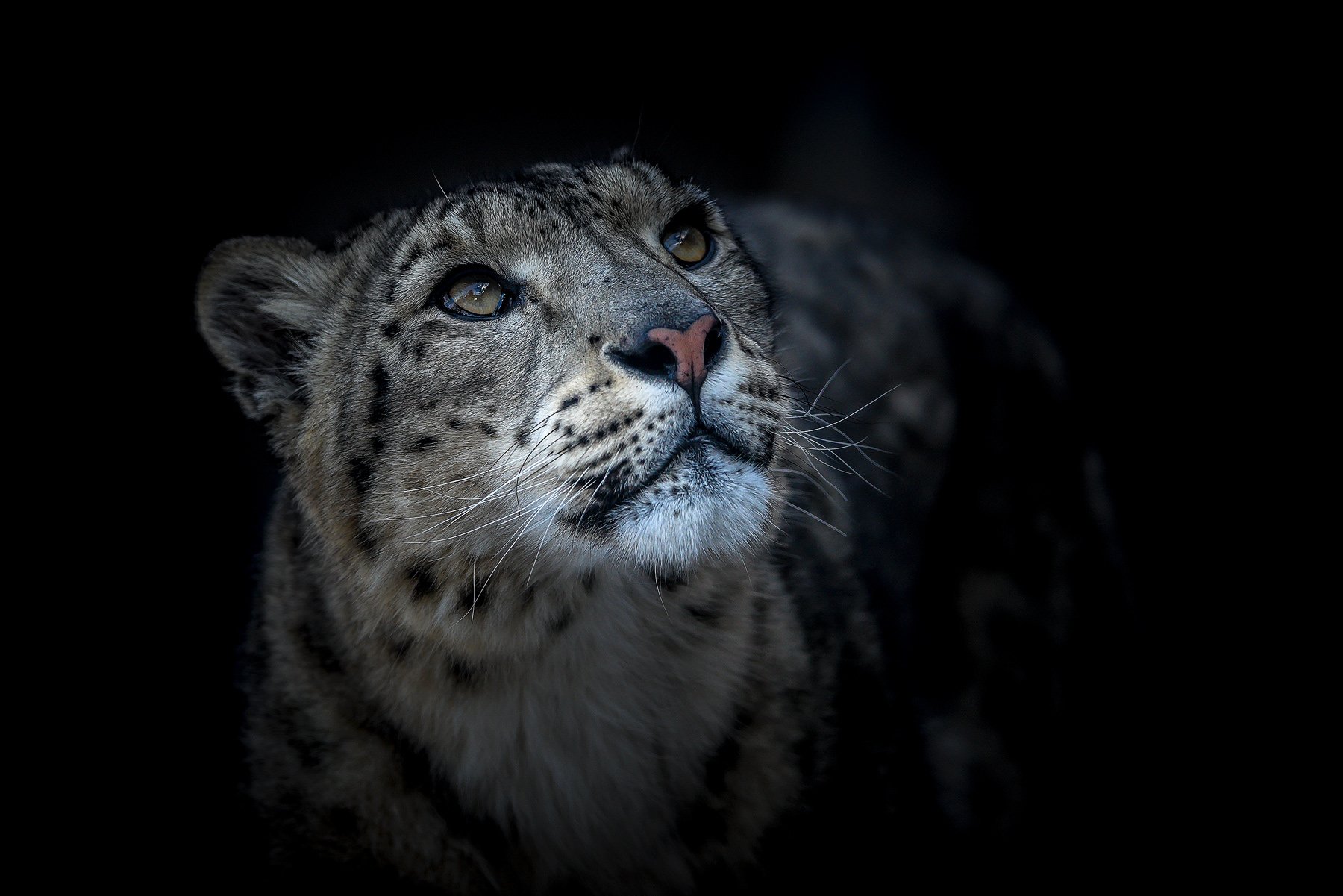 Snow-Leopard-Black.jpg