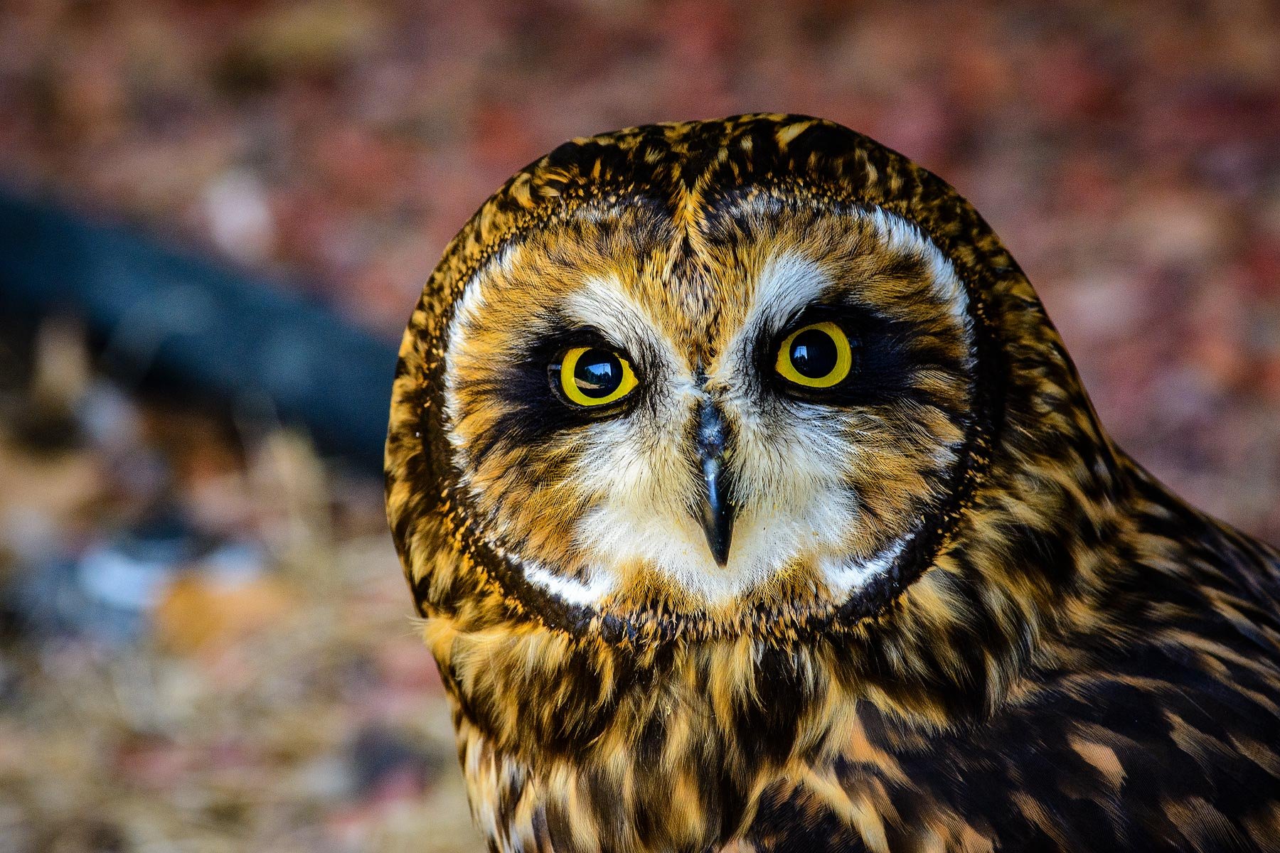 Burrowing-Owl.jpg