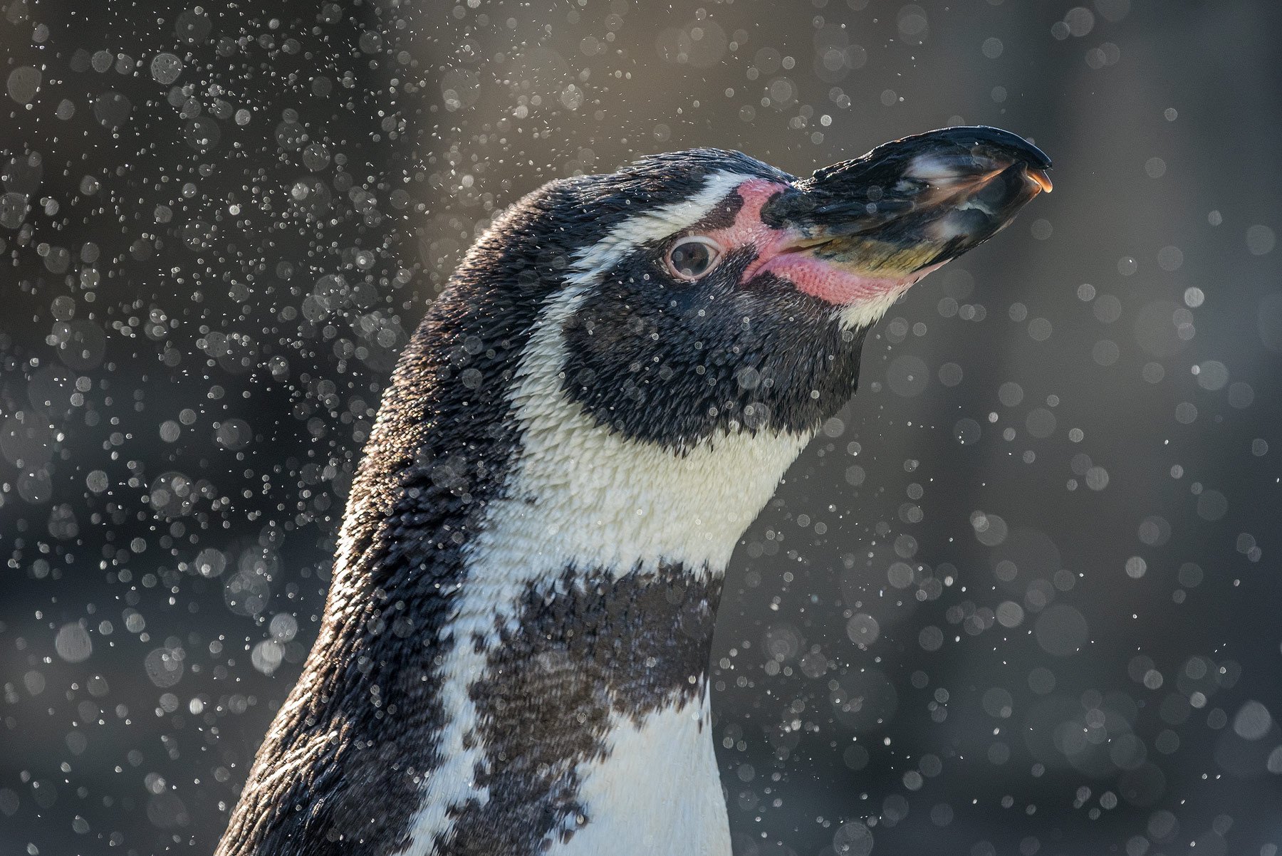 Humboldt-Penguin.jpg