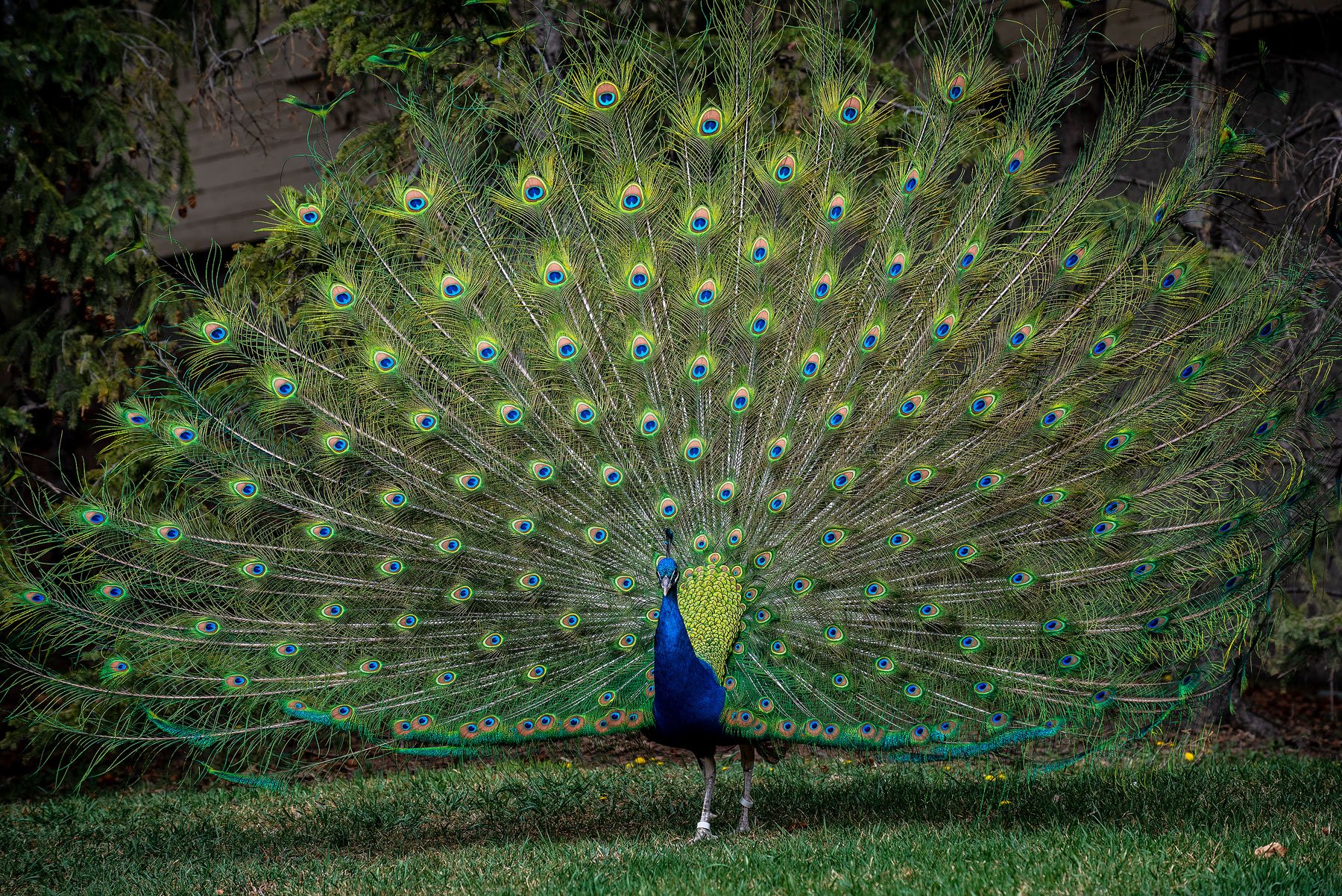 PeacockShowing (1 of 1).jpg