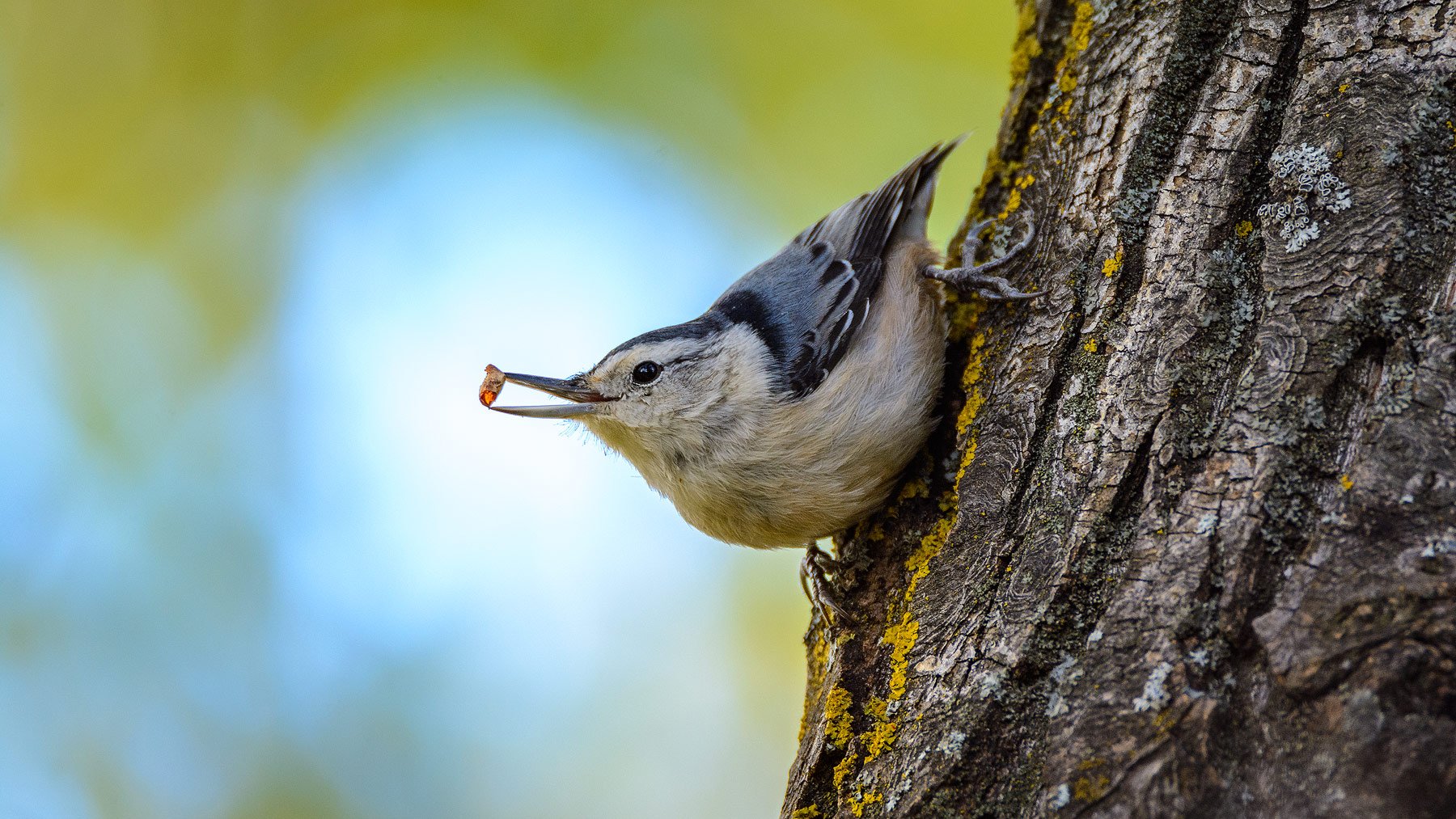White-Breasted-Nuthatch.jpg