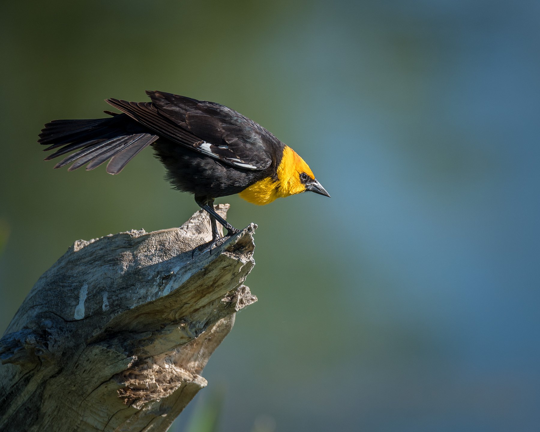 Yellow-Headed-Blackbird.jpg