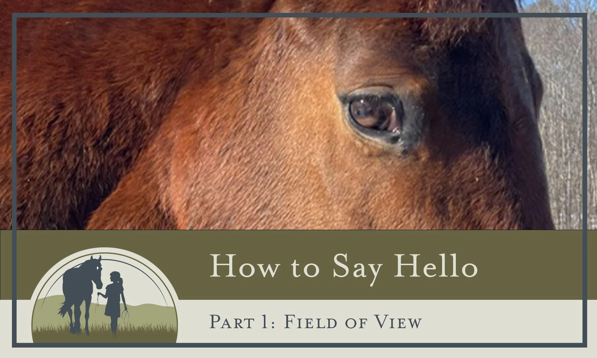 Next time you meet a horse, here&rsquo;s something interesting to keep in mind.

Horses see the world differently than we do.

Our eyes are on the front of our faces, so we mostly see with both eyes at the same time. This is called binocular vision.
