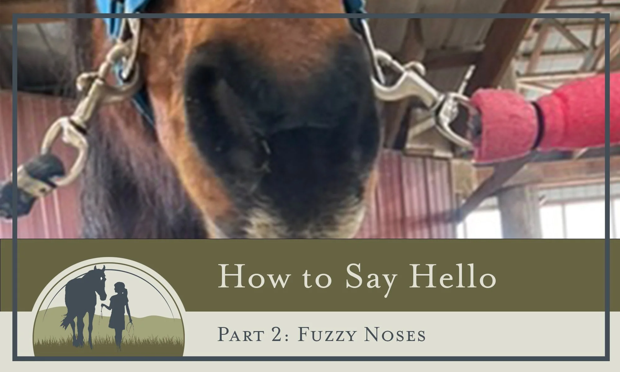 Oh, the temptation of a soft fuzzy nose!

The first thing most people want to do when they see a horse is pet their nose. They&rsquo;re almost irresistible!

But have you ever thought about what that&rsquo;s like for the horse?

Imagine someone you&r