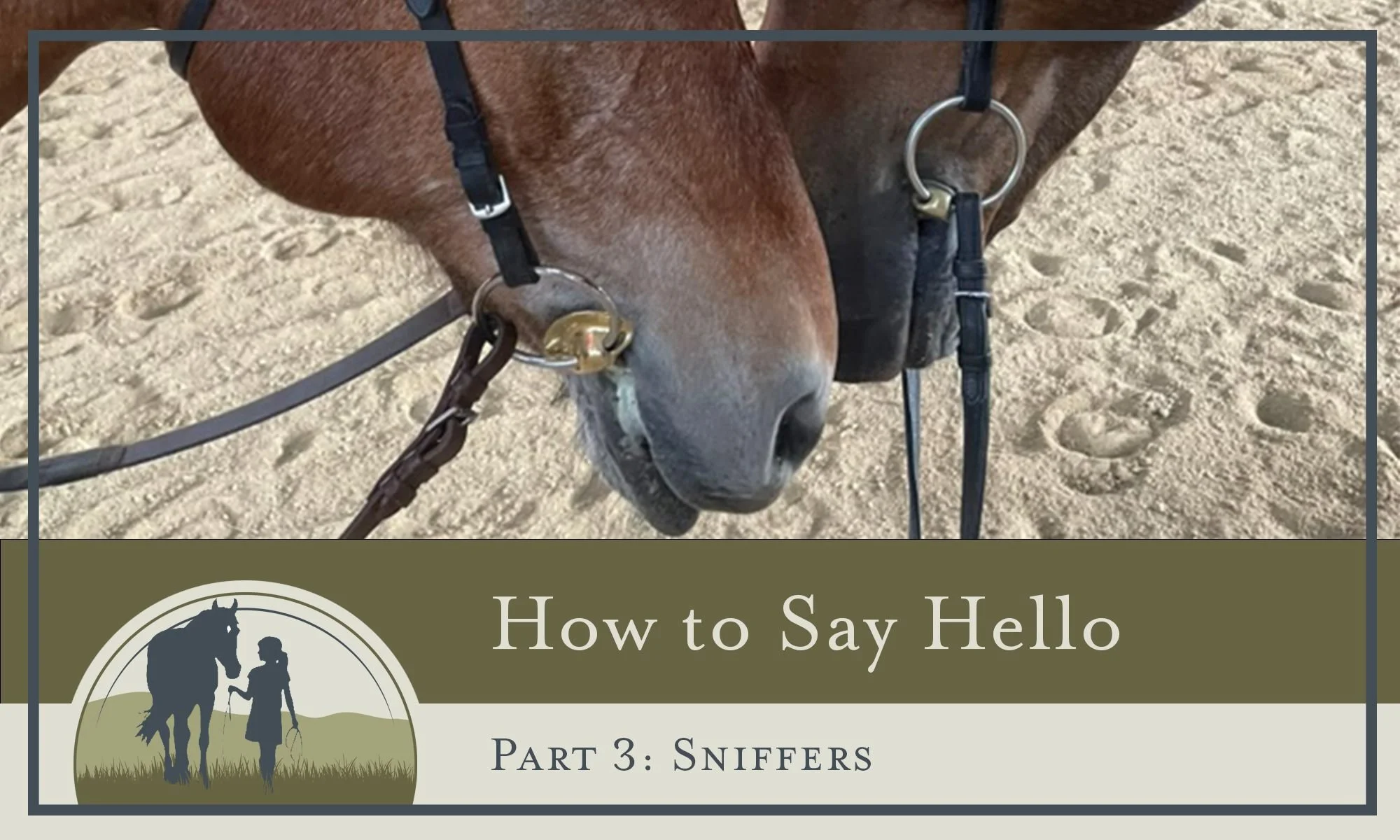 To greet a horse in a way they understand, it helps to look at how horses greet each other.

When horses meet, they usually sniff each other and blow into each other&rsquo;s noses. They begin by gathering information through their sense of smell.

So