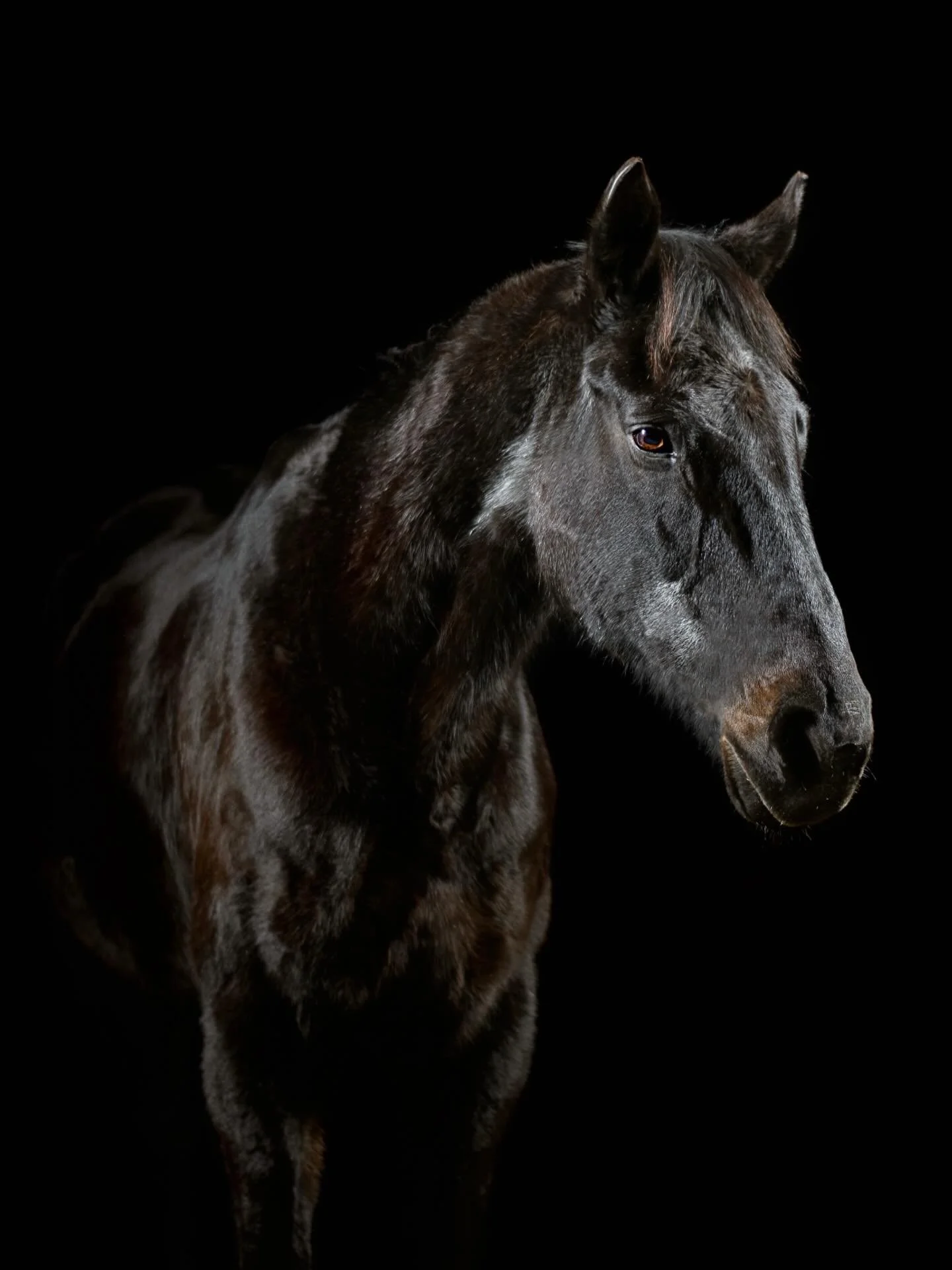 There is something achingly beautiful about watching your first horse age (mostly) gracefully into retirement. Knowing we&rsquo;re on borrowed time makes it that much more heartbreakingly precious. 

Happy 25th Birthday, Brennen! 

Brand New Address,