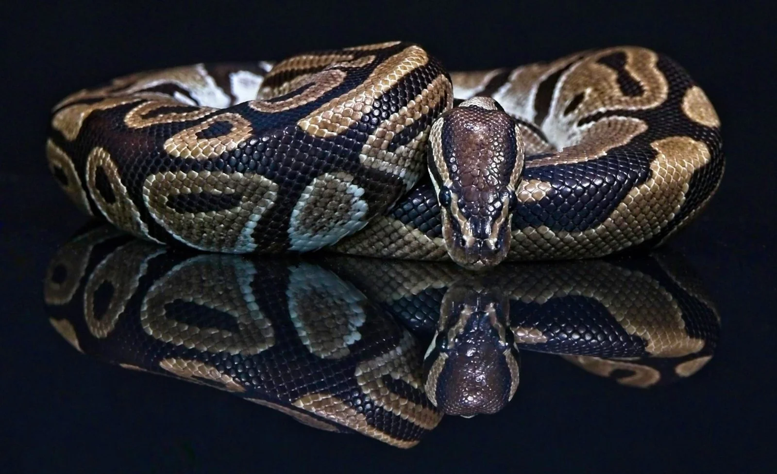 Colour Print 1st Place - Admiration - Carole MacLaren