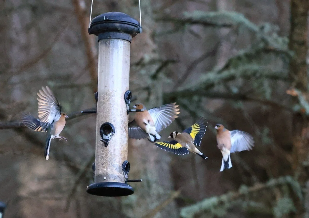 1. Bird Exercise Class