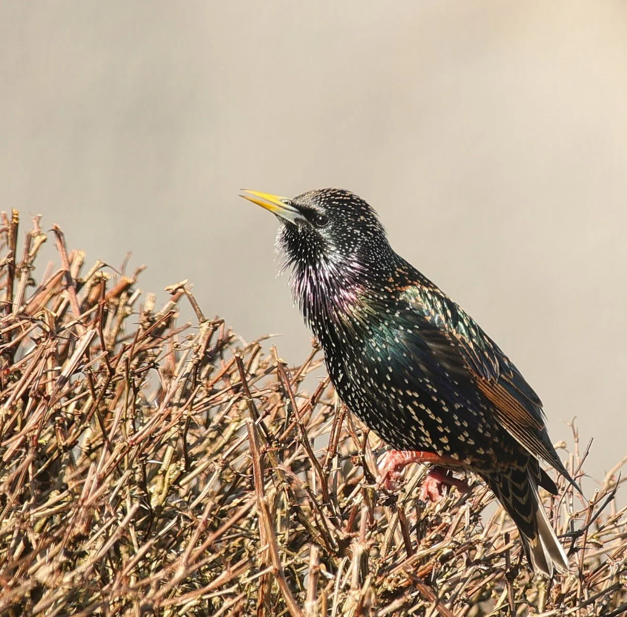 13. A Show of Colour