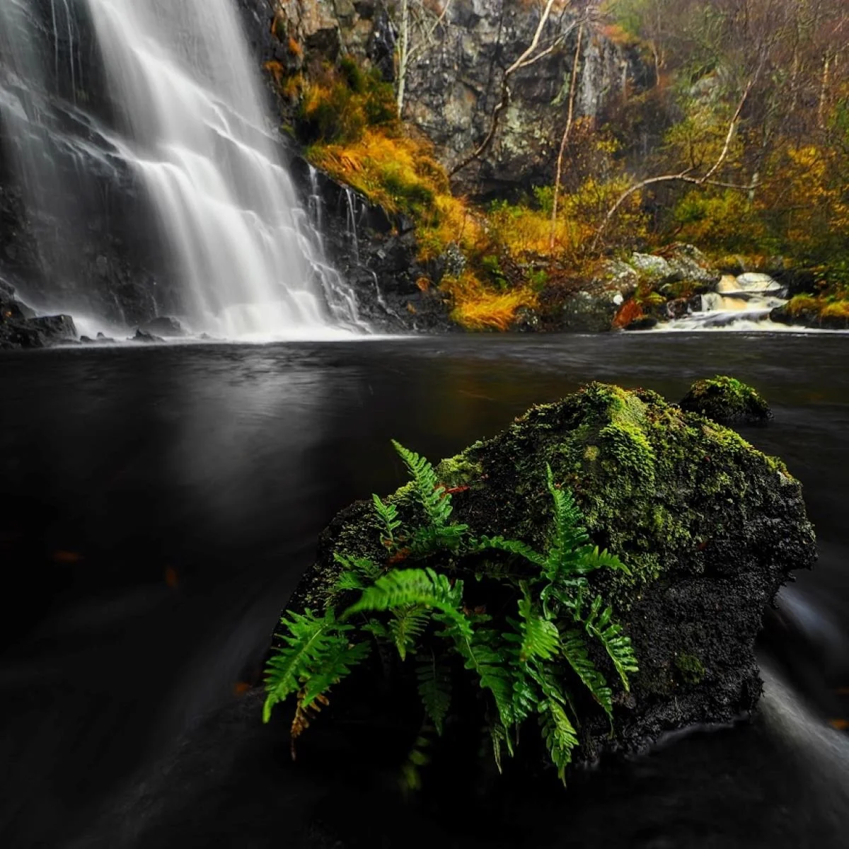 League 1 Digital Projected Image 3rd Place - Ferns Clinging On - Johnny MacLeod