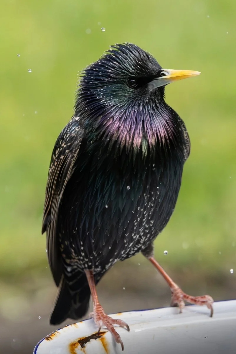 12. Iridescence in the Rain