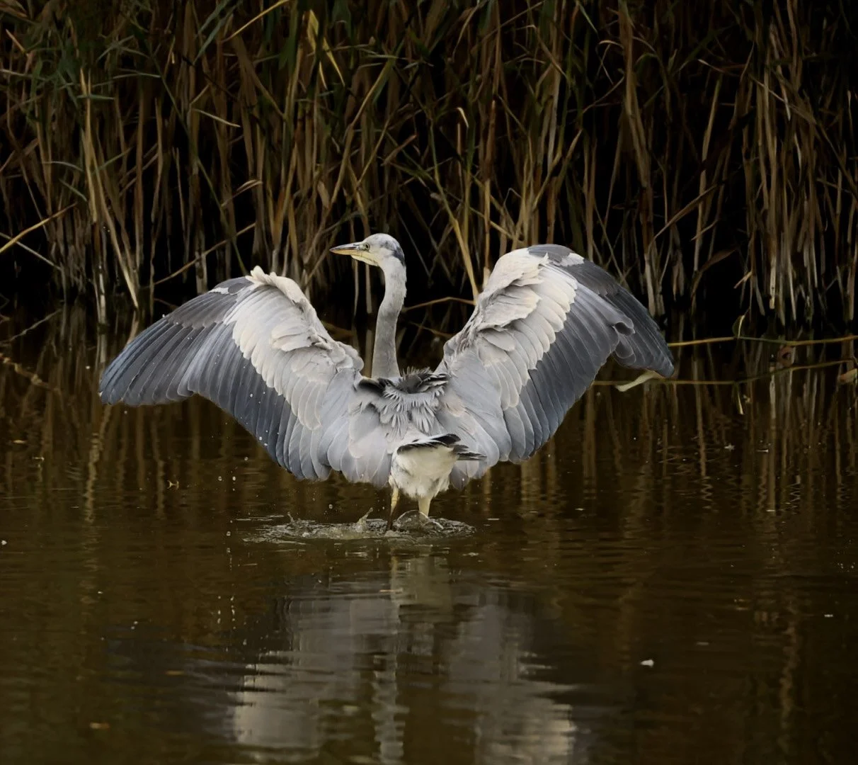 League 2 Digital Projected Image 3rd Place - Going for a Splash - Sam Thompson