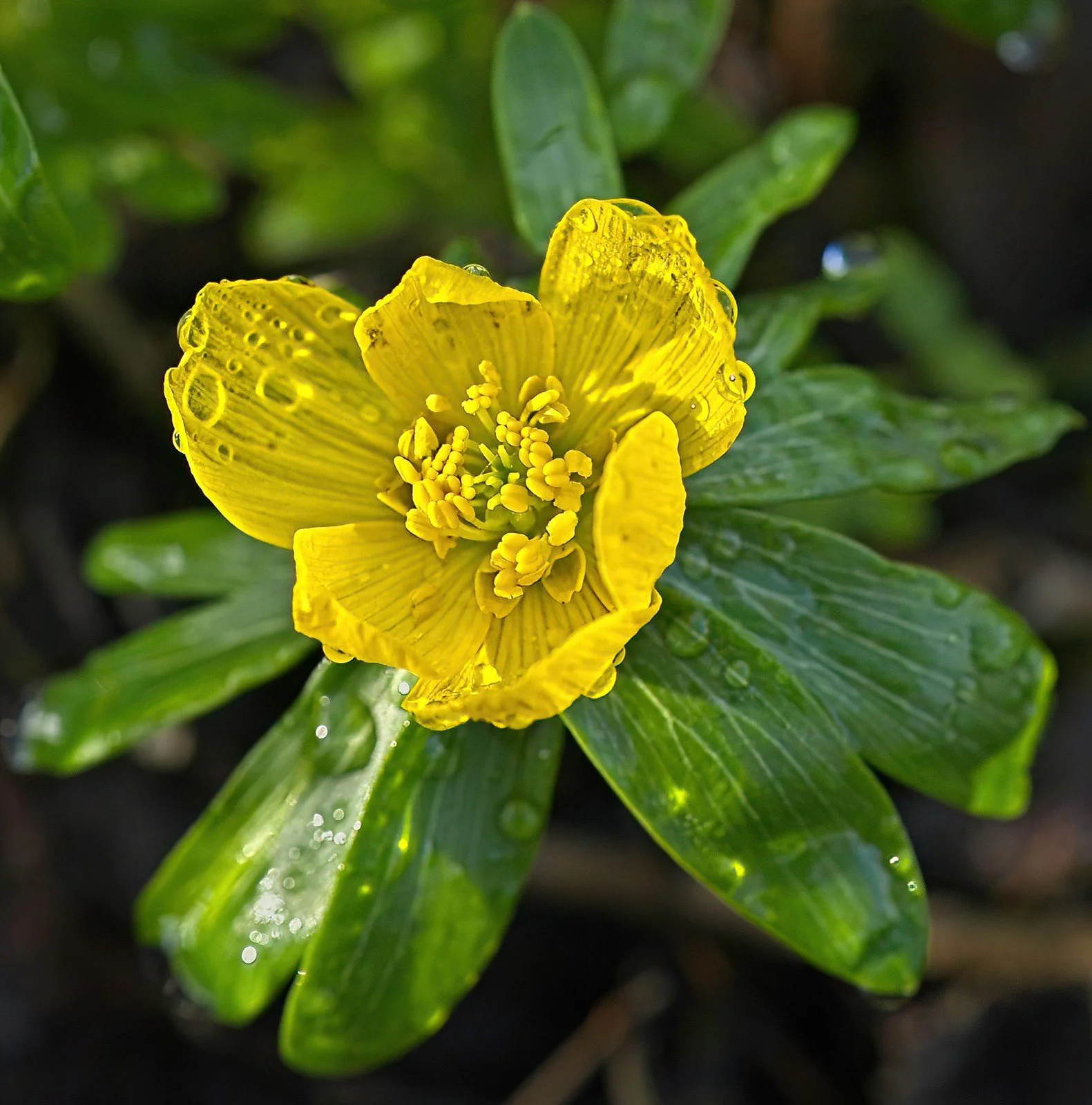 6. Spring Yellow