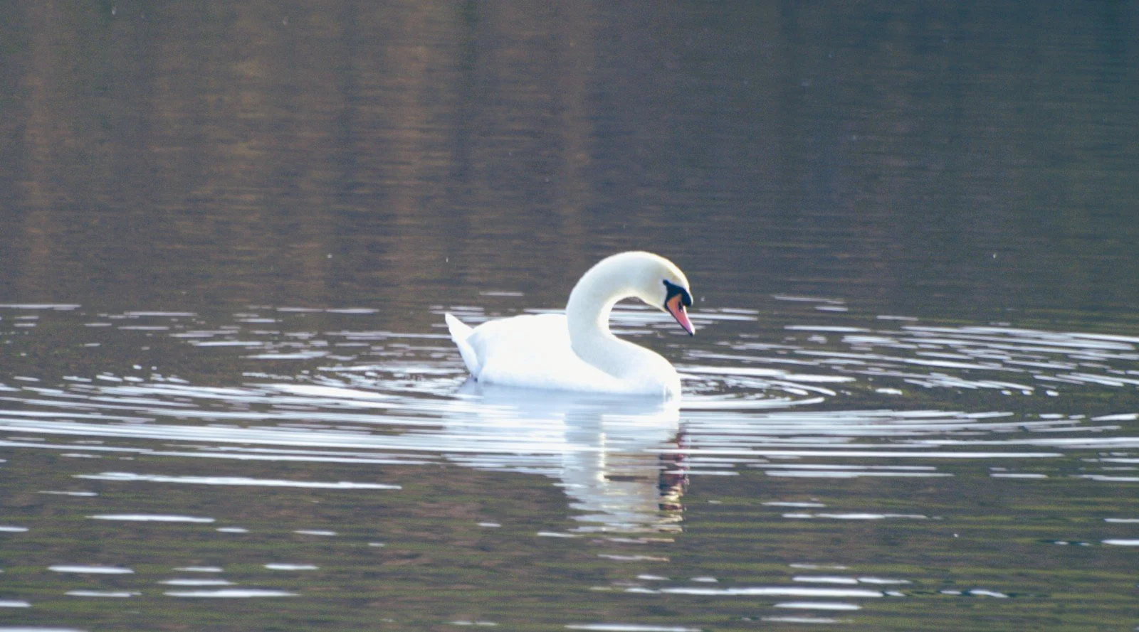 15. Swan Loch