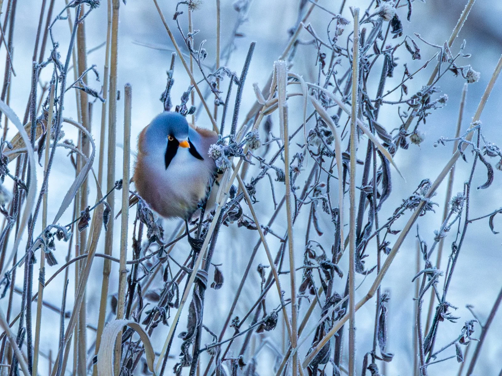 Colour Print 3rd Place - Bearded Reedling - Mike Chandler