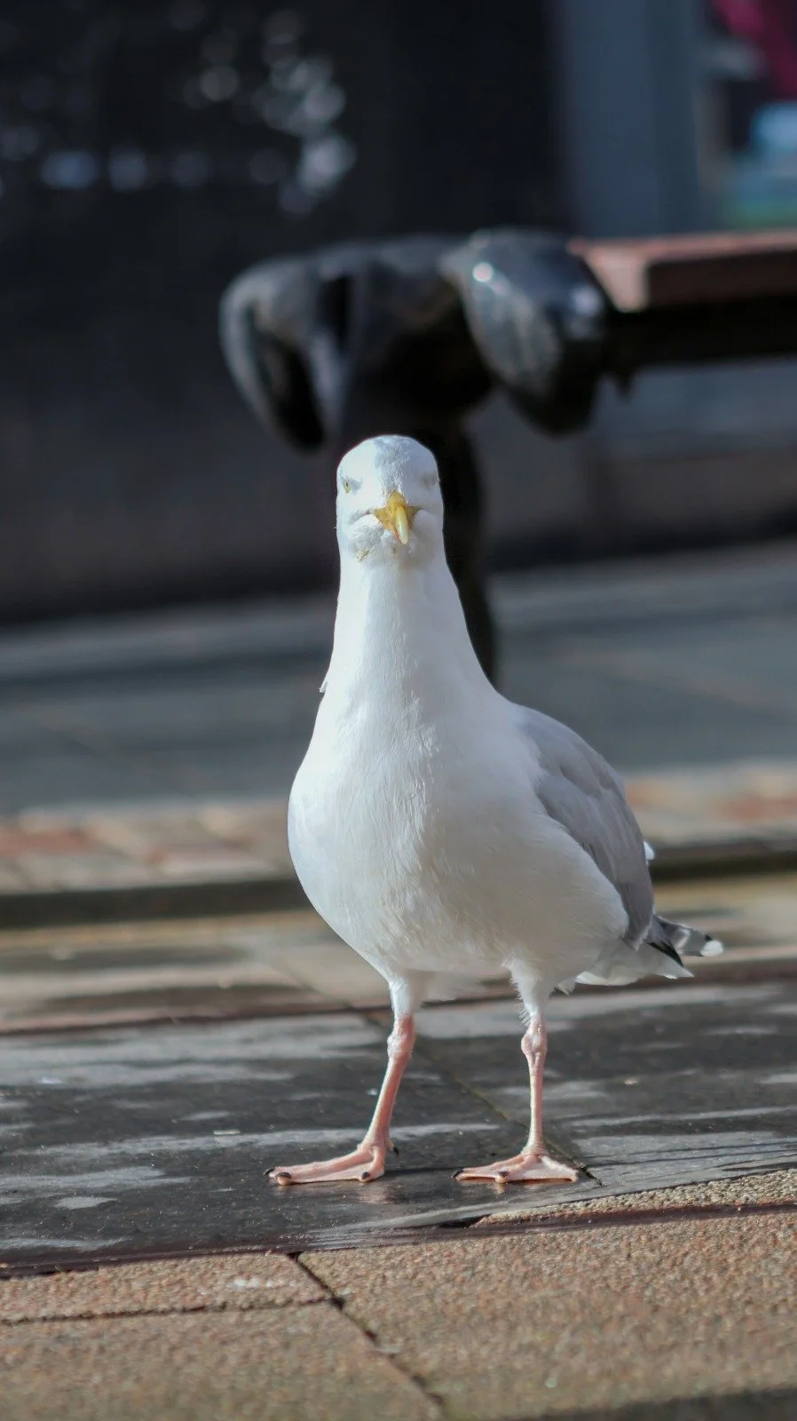 17. The Dundee Hello (What are you looking at?)