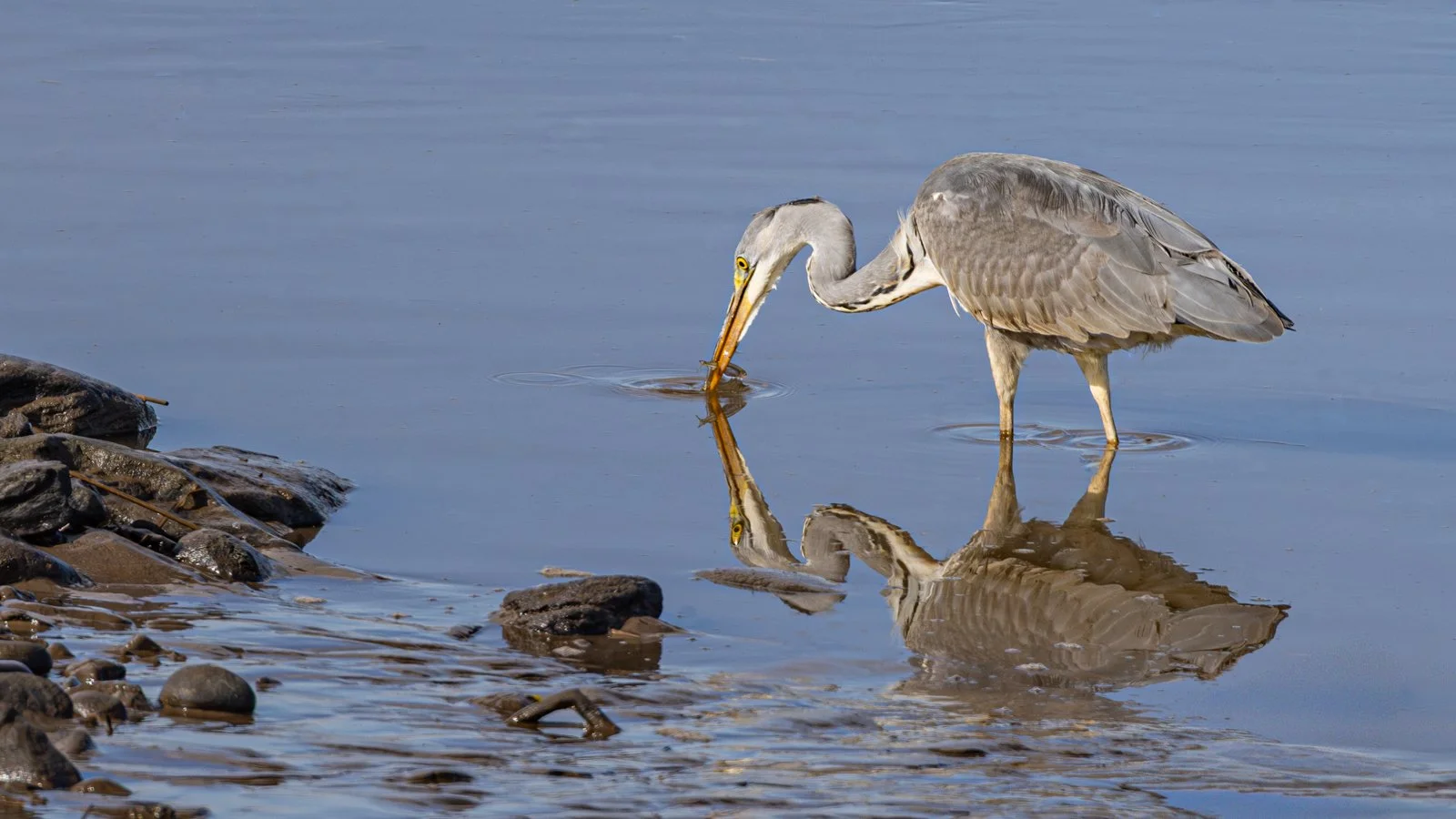 League 1 Digital Projected Image 3rd Eq Place - Double Catch - Mike Chandler