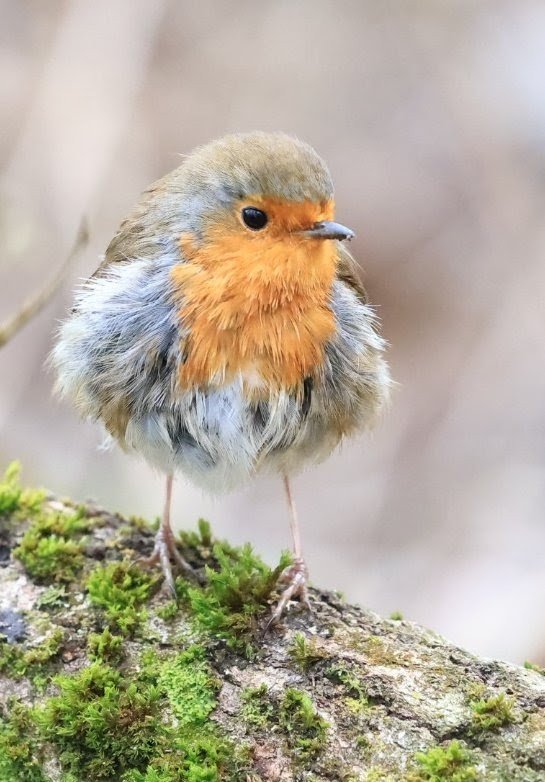 3. Rather Ruffled Robin