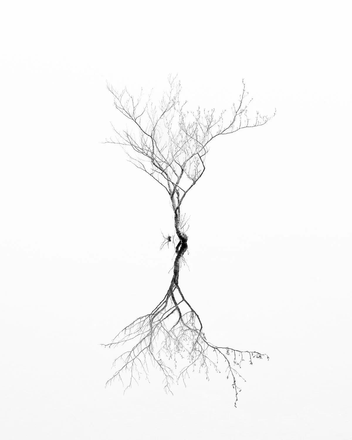 League 1 Projected Digital Image 1st Eq Place - Derwentwater Sapling - Kev Scott