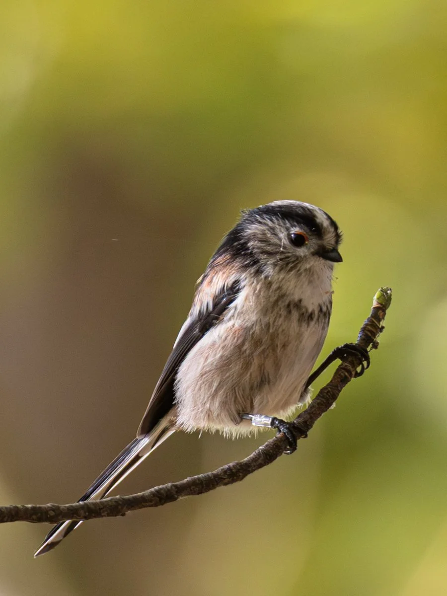 League 1 Digital Projected Image 1st Place - Long Tailed Tit - Mike Chandler
