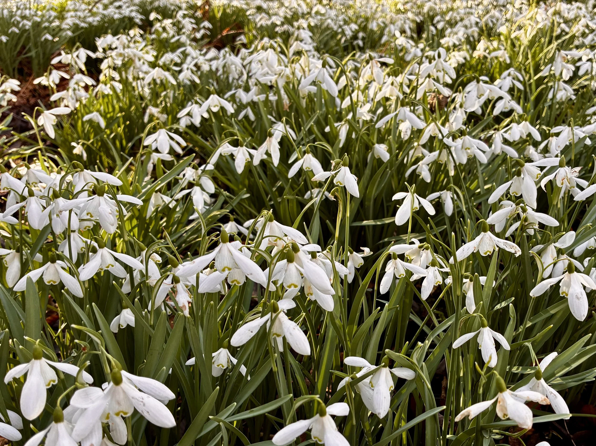 10. Snowdrops