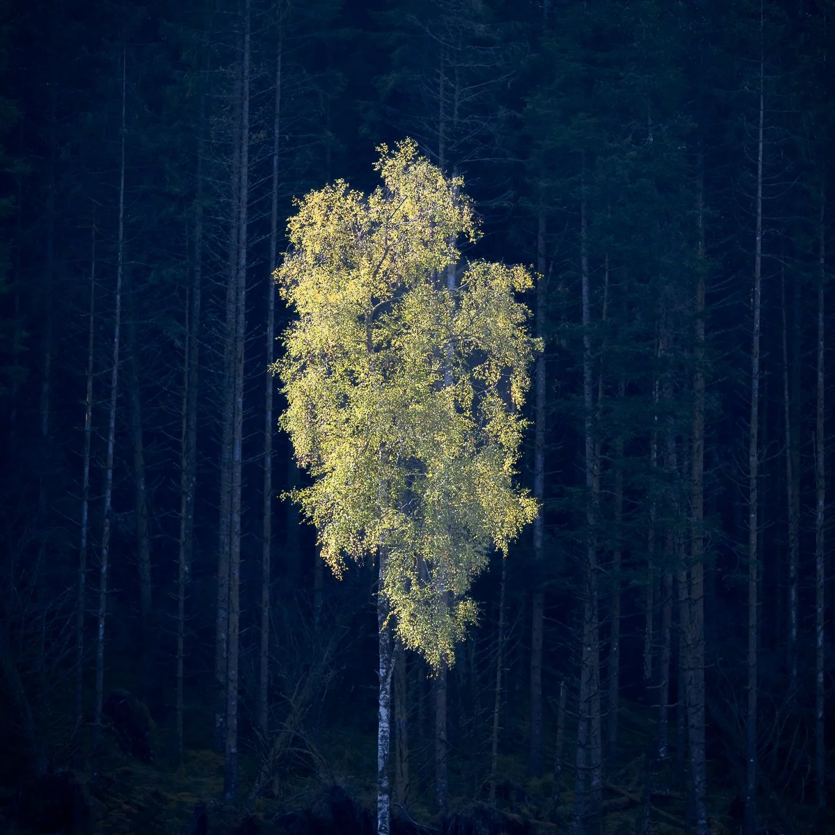 Luminosity