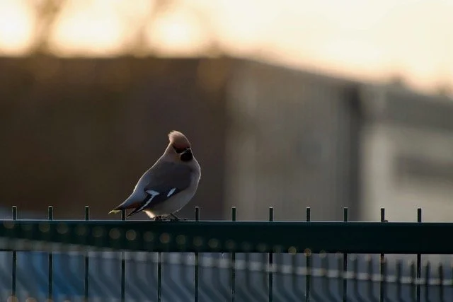 6. Waxwing at Sunset
