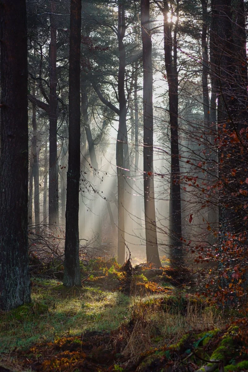 League 2 Colour Print 2nd Place - Sunbeams - Paul McGlynn