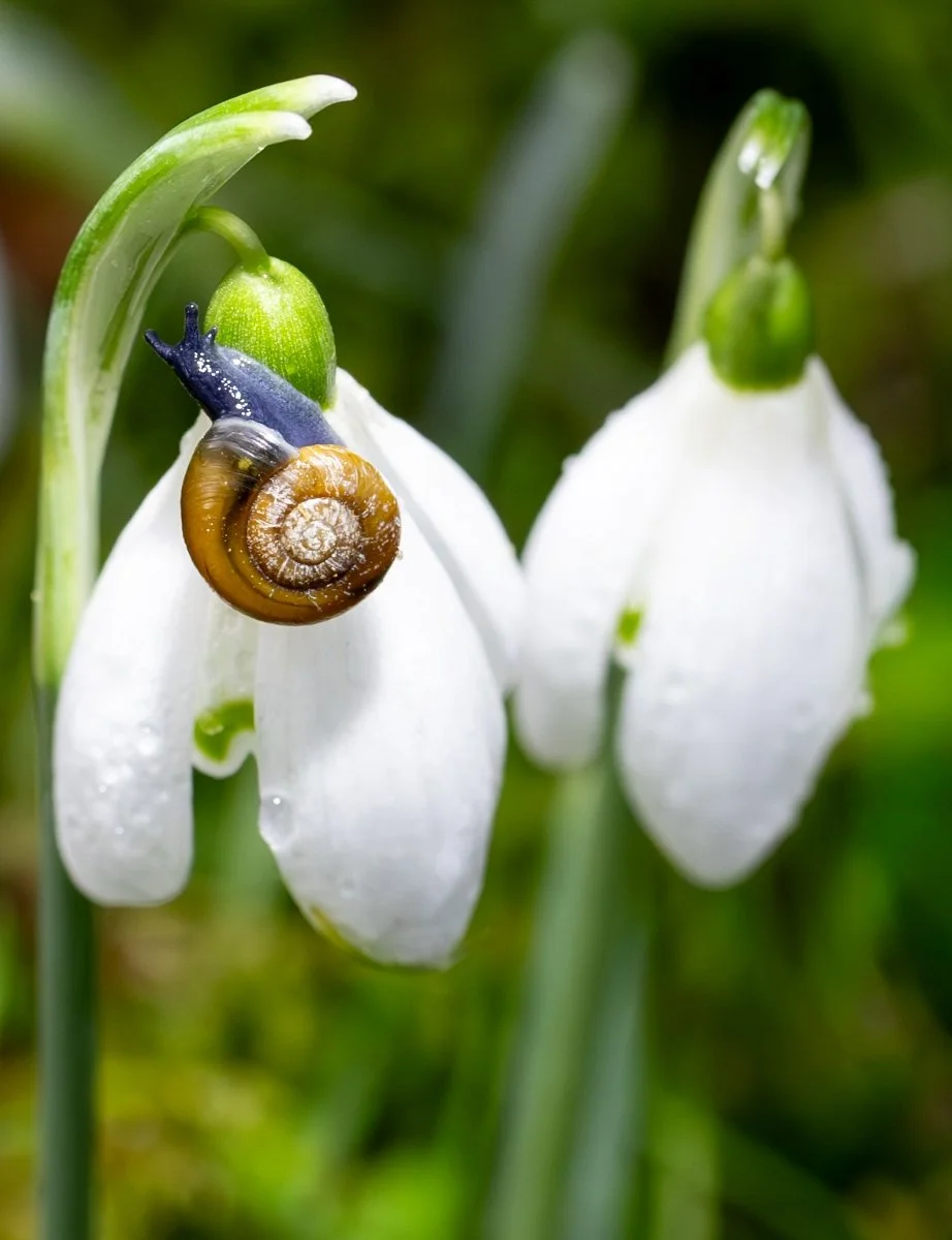 8. Moving Slowly into Spring