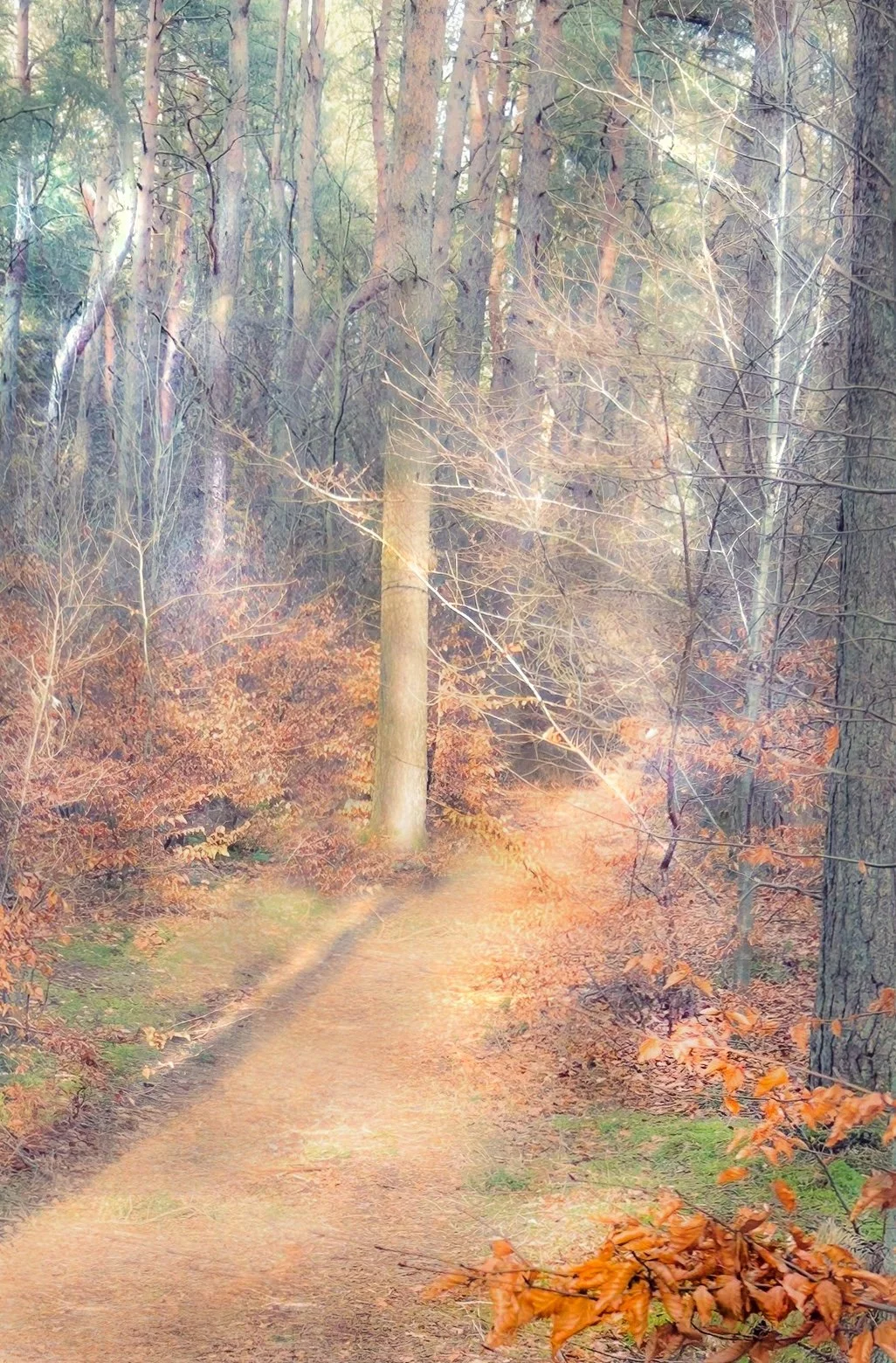 19. Finding Solace in the Woods