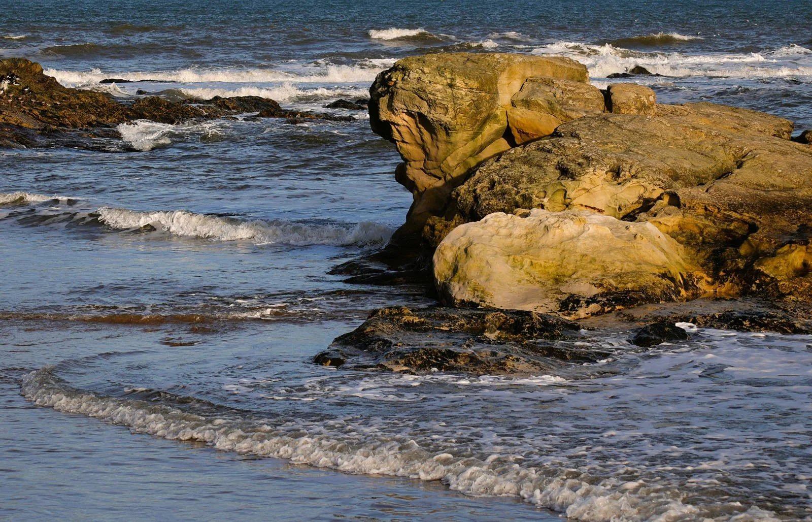 17. Coastal Creatures