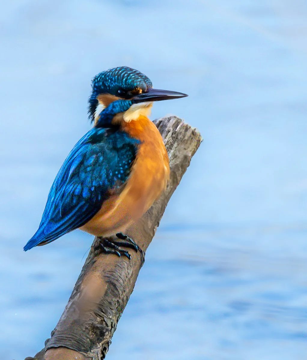 15. The Tay Fisherman
