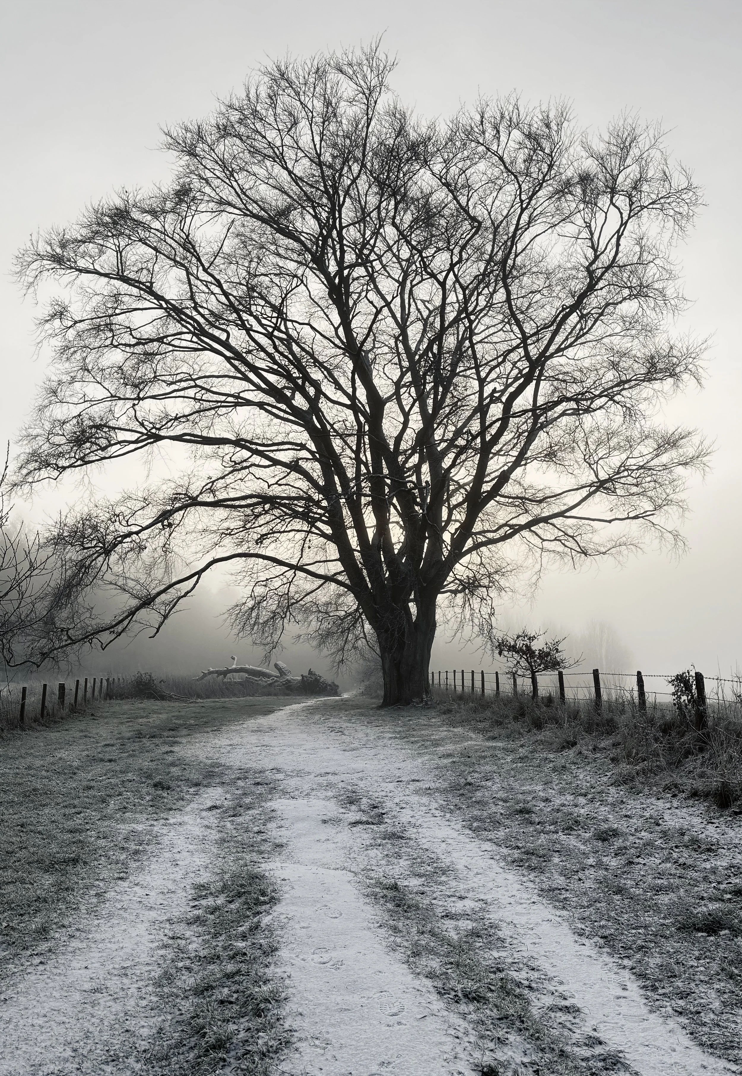 7. Winter Mist