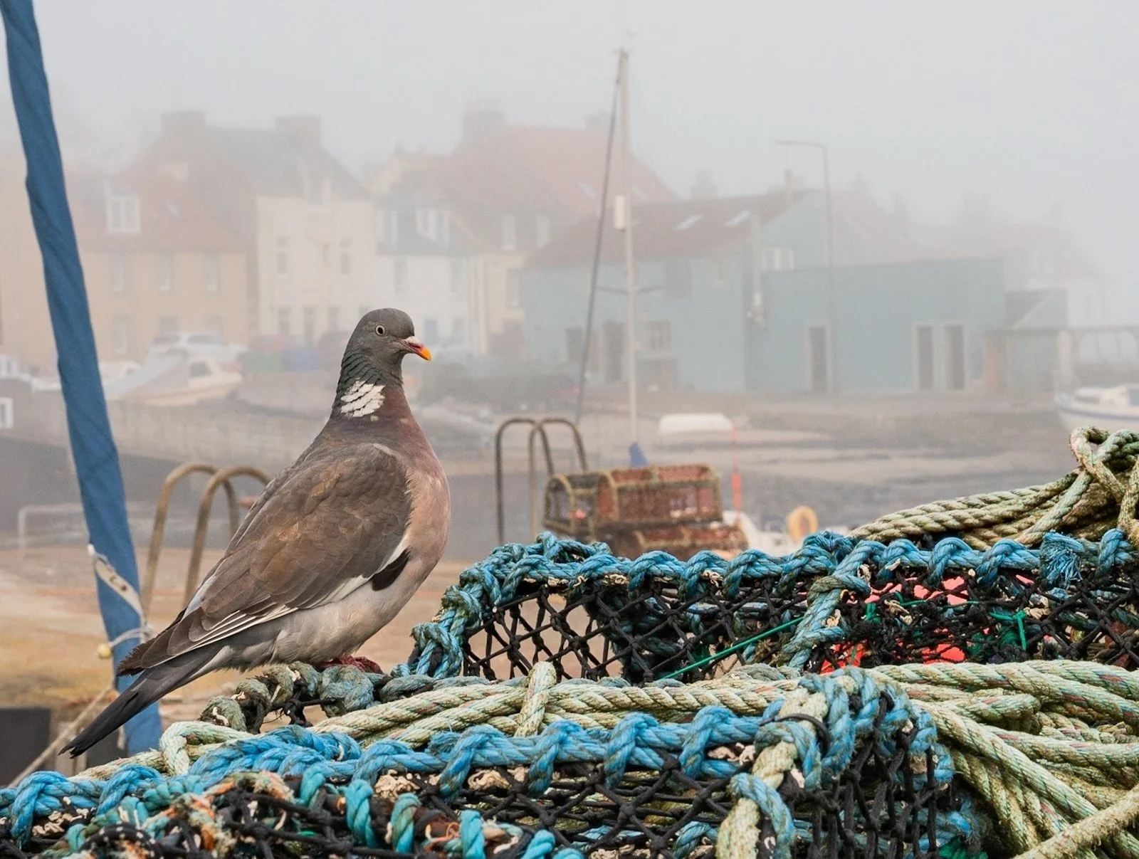 League 1 Colour Print 2nd Place - Preened and Posing - Liz Barrie