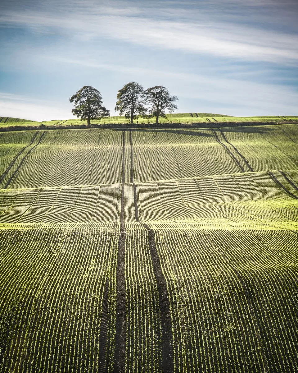 Three Trees