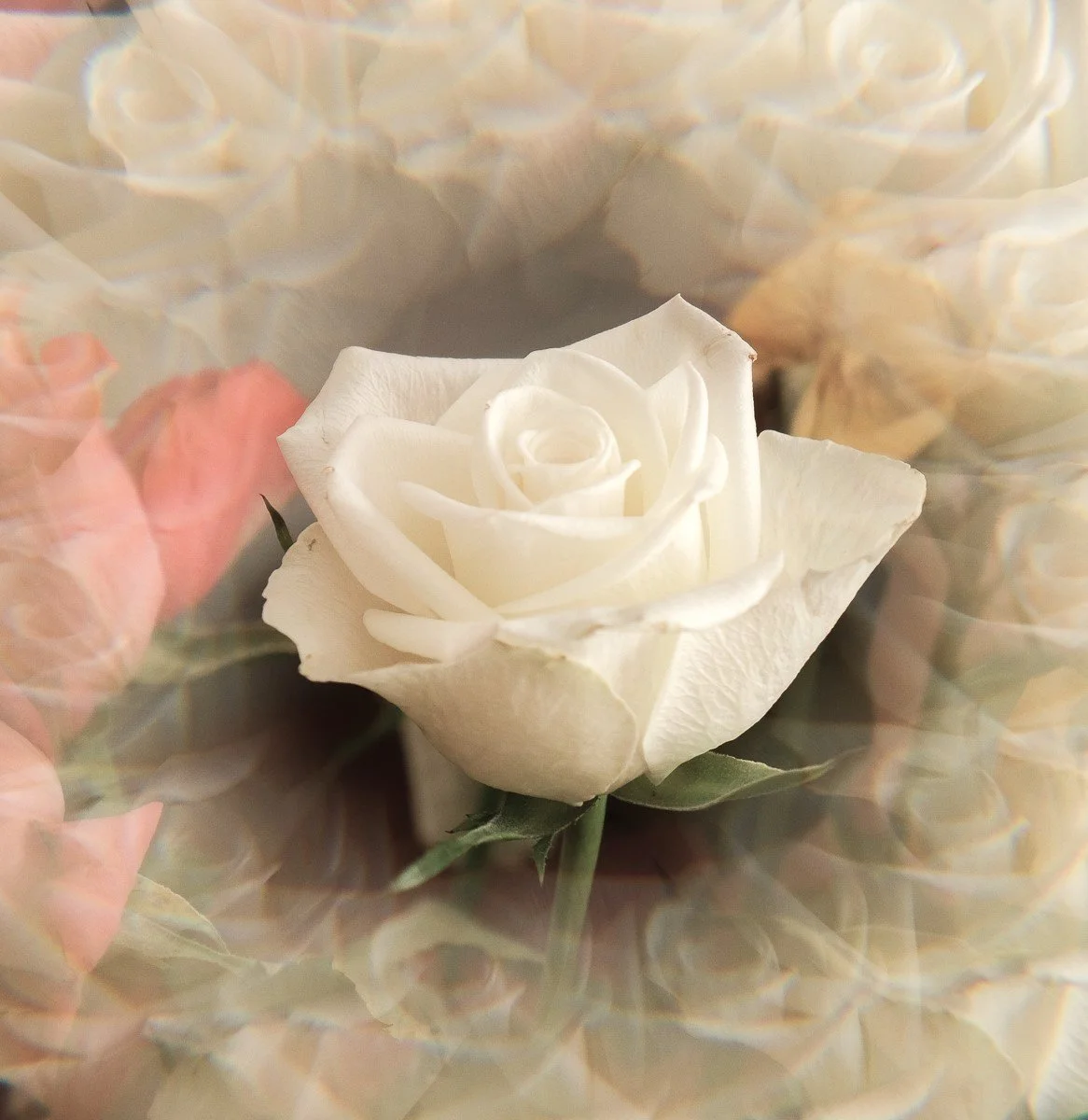 7. White Rose