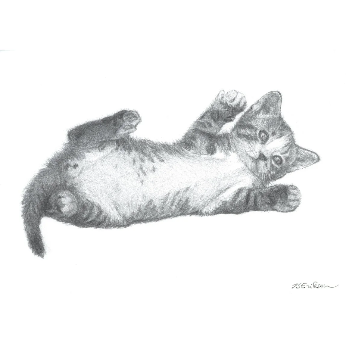 Rub My Belly (Postcard)