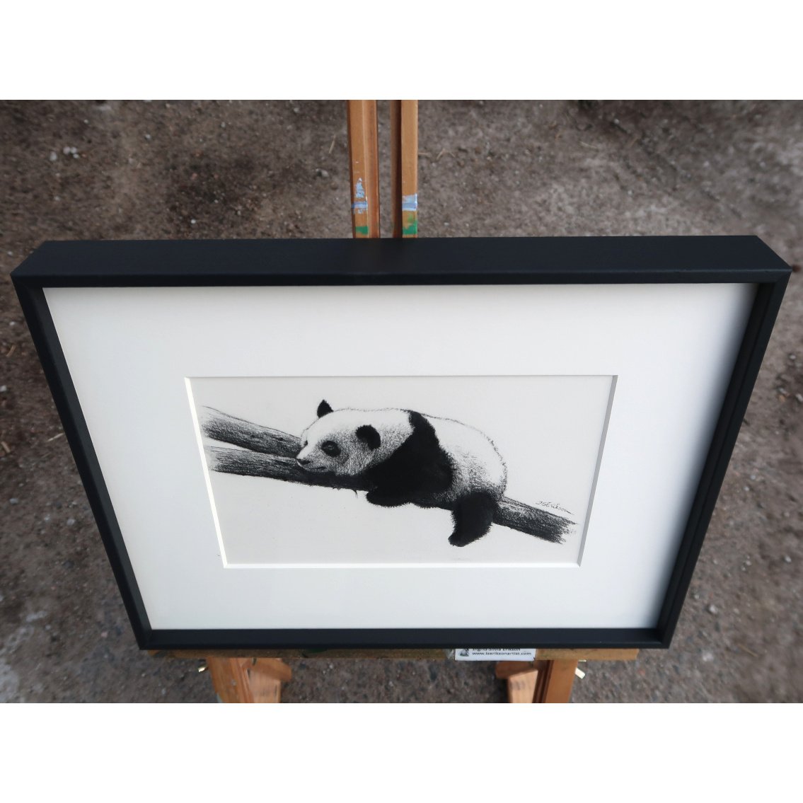panda orig ülalt.jpeg