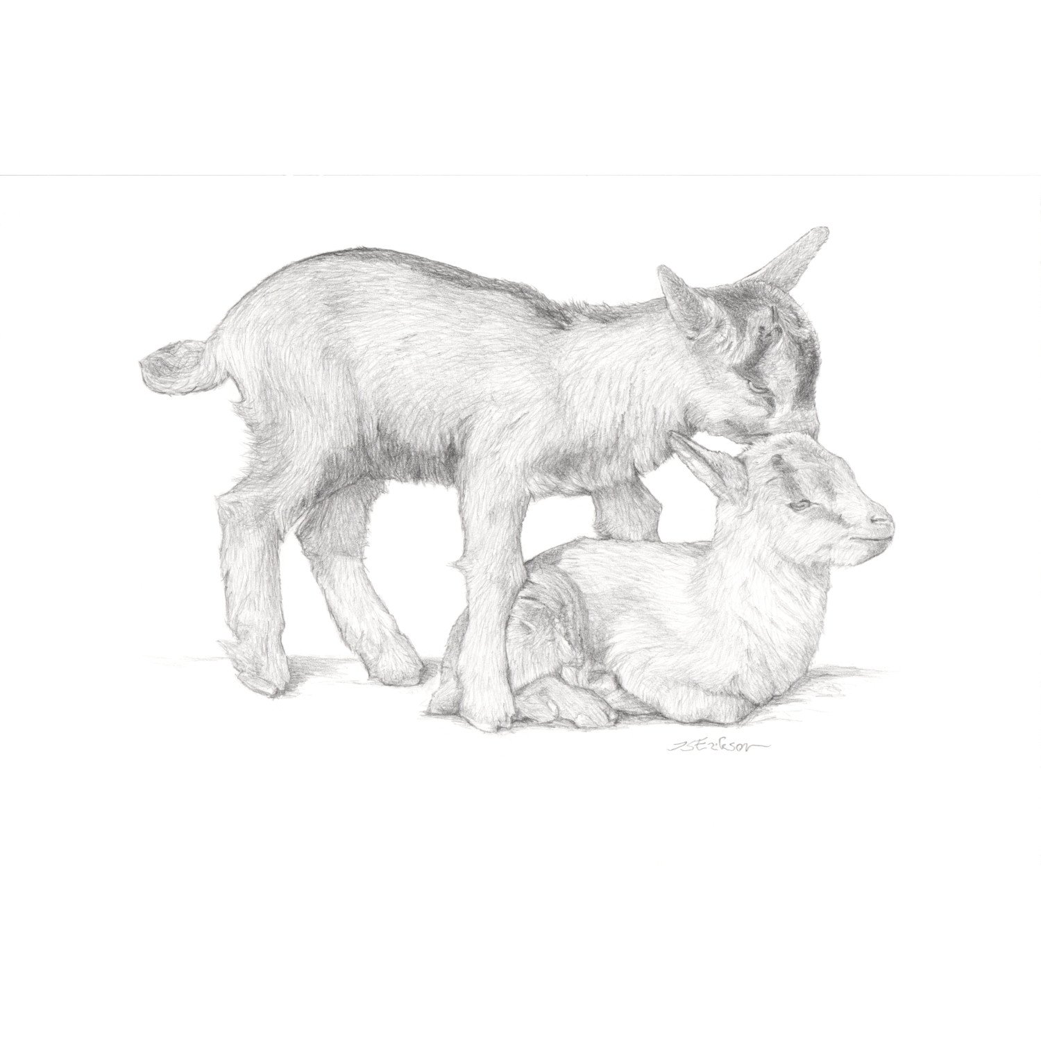 2022.05.08 goat kids, heledusi näpitud.jpeg