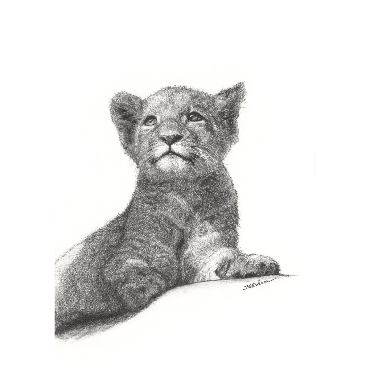 lõvikutsikas, puhastatud_Print_M.jpeg