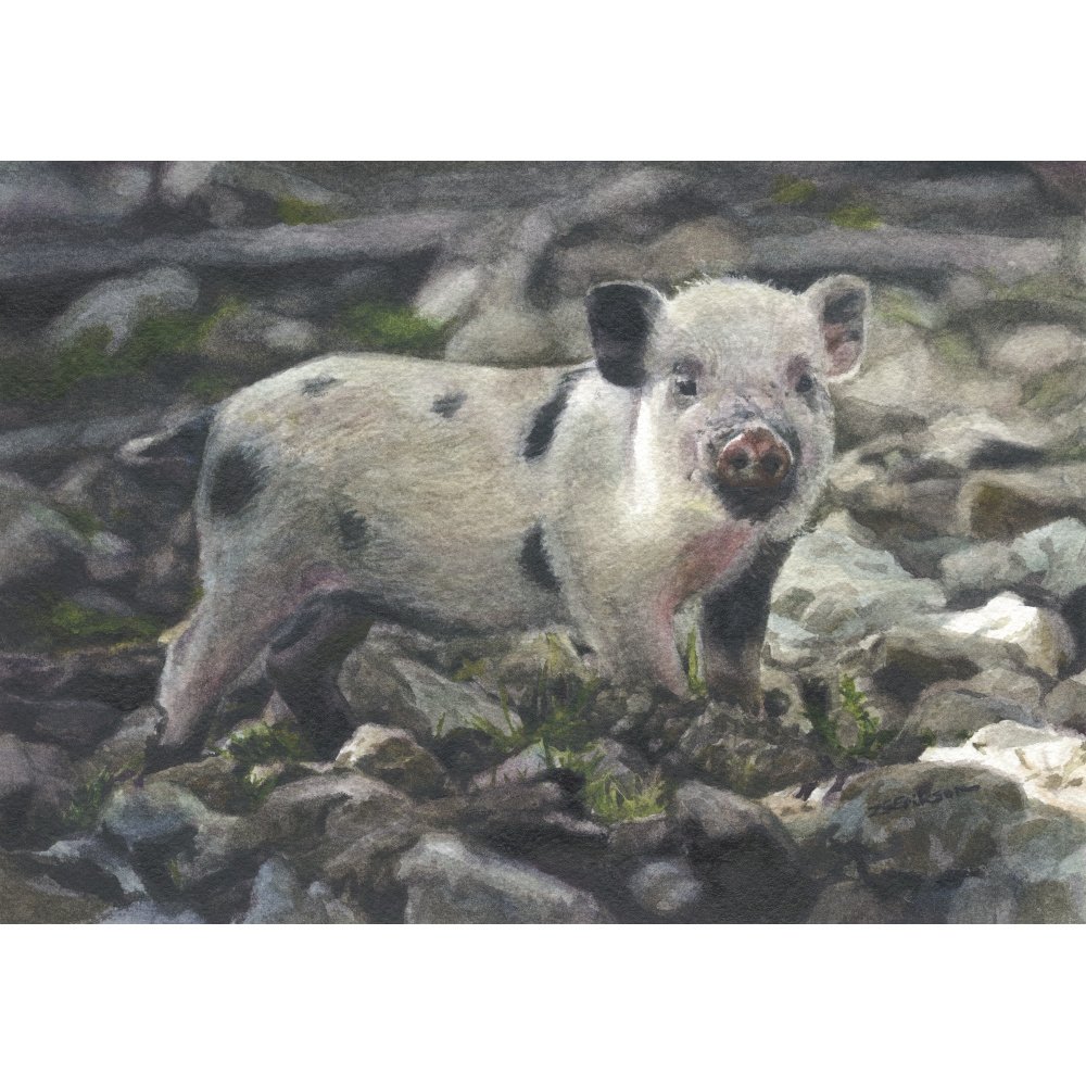 24.09.2025 põrsas, puhastatud_Print_M.jpeg