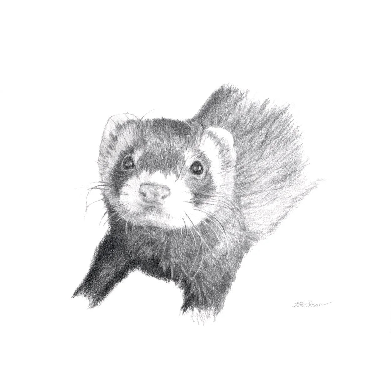 Džonni (Valm 14.11.2024).jpeg