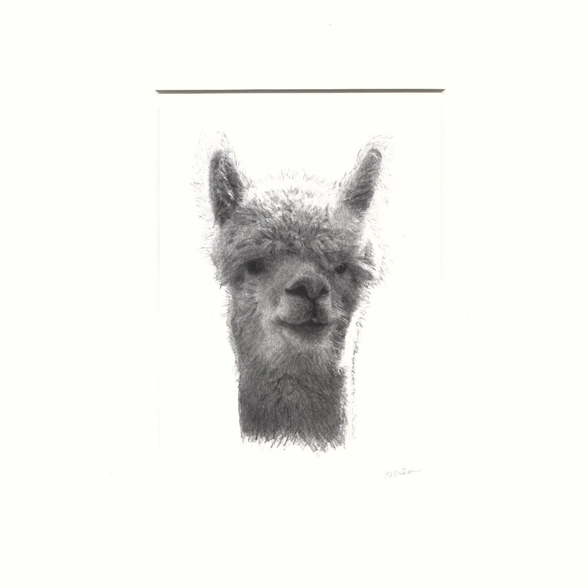alpaca paspa.jpeg