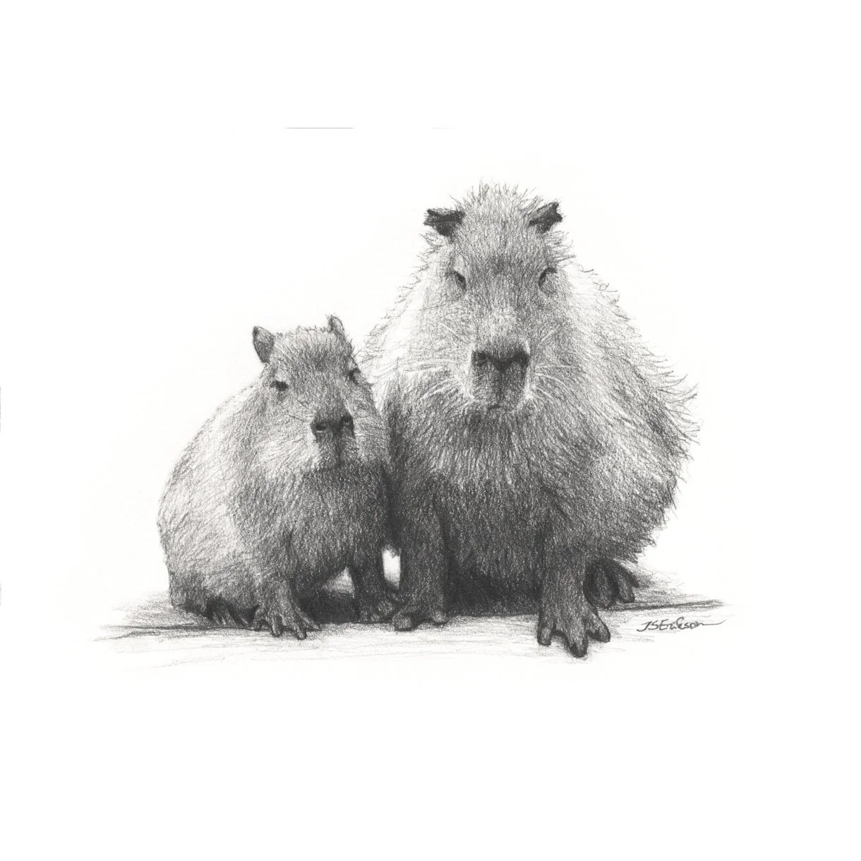 26.09.2025 capybara, puhastatud_Print_M.jpeg