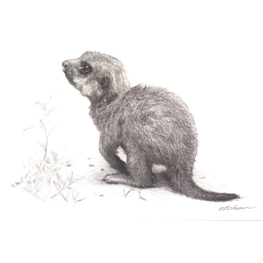 Meerkat PK front.jpeg